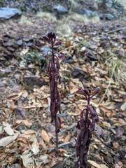 Bletia nitida