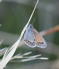 Coenonympha amaryllis