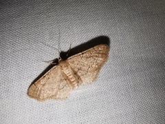 Idaea obsoletaria
