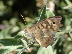 Pararge aegeria