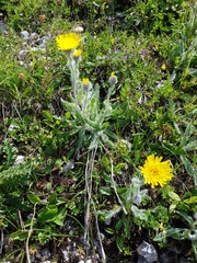 Hieracium villosum