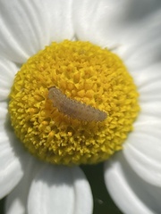 Tytthaspis sedecimpunctata