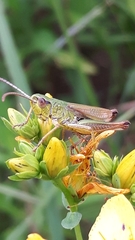 Pseudochorthippus parallelus