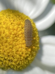 Tytthaspis sedecimpunctata