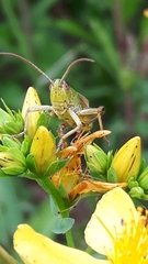 Pseudochorthippus parallelus