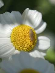 Tytthaspis sedecimpunctata