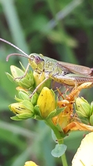 Pseudochorthippus parallelus