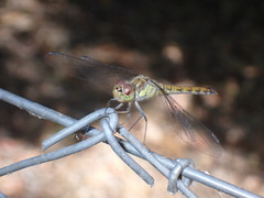 Sympetrum striolatum