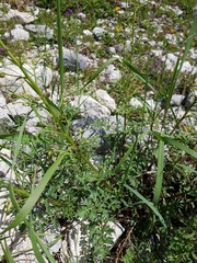 Scrophularia juratensis