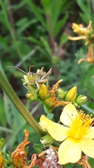 Pseudochorthippus parallelus