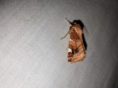 Cosmia diffinis