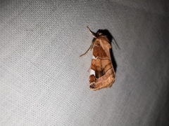 Cosmia diffinis