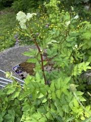 Filipendula ulmaria