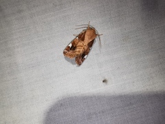 Cosmia diffinis