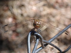 Sympetrum striolatum