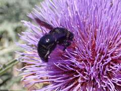 Xylocopa violacea