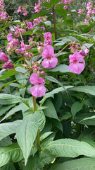 Impatiens glandulifera