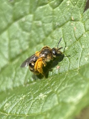 Lasioglossum