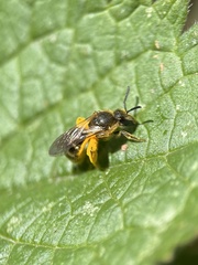 Lasioglossum
