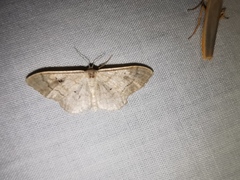 Idaea deversaria