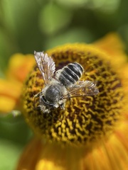 Megachile