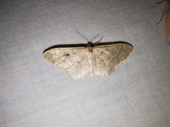 Idaea deversaria