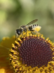 Megachile