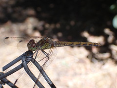 Sympetrum striolatum