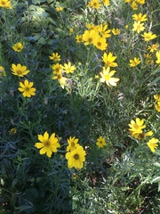 Coreopsis palmata