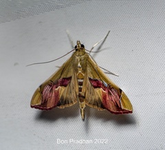 Agathodes ostentalis