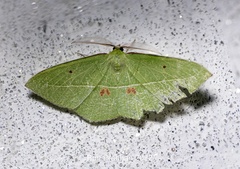 Tanaoctenia haliaria
