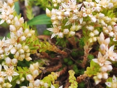 Sedum gracile