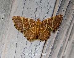 Hastina pluristrigata