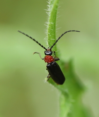 Silis ruficollis