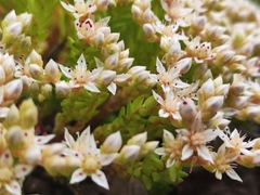Sedum gracile