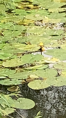 Nuphar lutea