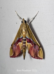 Agathodes ostentalis