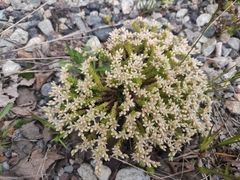 Sedum gracile