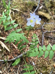 Polemonium pulcherrimum delicatum