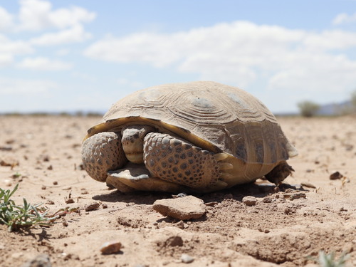 Bolson Tortoise