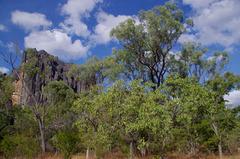 Terminalia aridicola