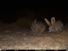 Bunolagus monticularis