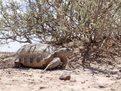Gopherus flavomarginatus