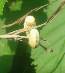 Cimbicidae
