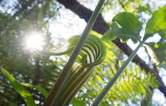 Arisaema stewardsonii