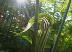 Arisaema stewardsonii