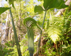 Arisaema stewardsonii