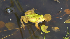 Pelophylax lessonae