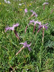 Dianthus sternbergii