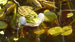 Pelophylax lessonae